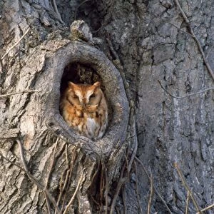 Screech Owl - red phase
