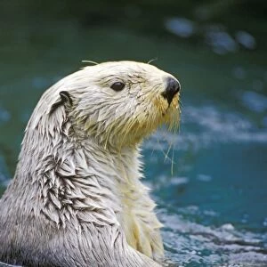 Sea Otter - Close up from side of head after coming out of water. Mo350