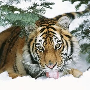 Siberian Tiger TOM 442 Licking snow Panthera tigris © Tom & Pat Leeson / ardea. com