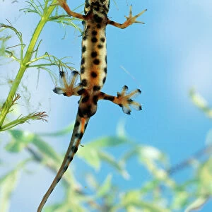 Newts Related Images