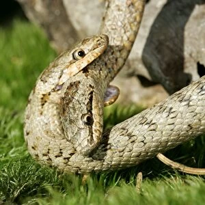 Smooth Snake - mating
