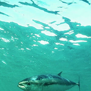 Southern Bluefin Tuna DSE 33 Spencer Gulf, Australia. Thunnus maccoyii © Douglas David Seifert / ardea. com