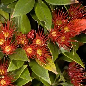 Southern Rata in flower. Stewart Island, New Zealand. Endemic. Myrtaceae
