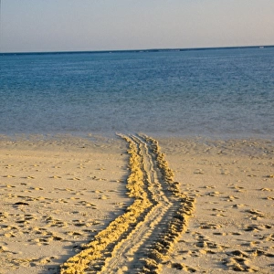 Every summer, female green sea turtles (Chelonia mydas) return to their natal beach to lay eggs. During the laying months, the beach is covered in the distinctive tracks of turtles coming and going