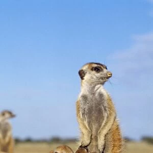 Suricate / Meerkat - young suckling Kalahari Desert, Africa
