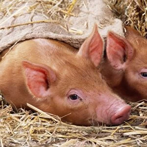Tamworth Pig Piglets in sack