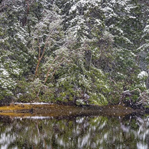 USA, Washington State, Seabeck, Misery Point Preserve. Forest reflections in lagoon. Date: 14-02-2021