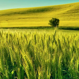 USA, Washington State, Winter wheat field close up Date: 23-06-2020