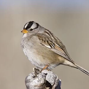 White-crowned Sparrow New Mexico in January