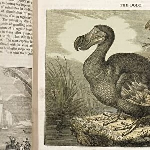 1833 Fat Dodo from the Penny Magazine