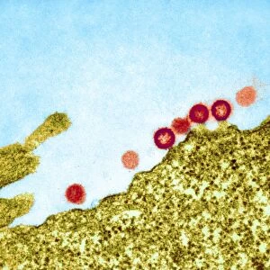 AIDS viruses budding from a cell, TEM