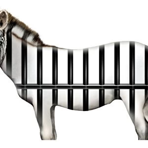 Animal in captivity, conceptual image