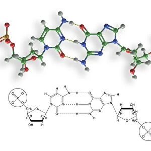 Cytosine-guanine interaction, artwork C017 / 7215