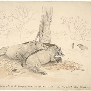 Dead common warthogs, artwork C016 / 5583