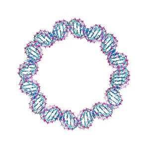 DNA loop, molecular model
