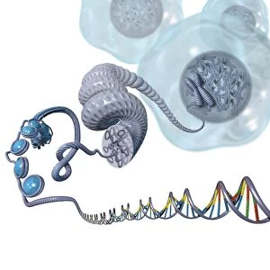 DNA packaging, artwork