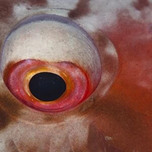 Eye of a parrotfish