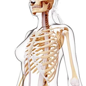 Female skeleton, artwork F007 / 4965