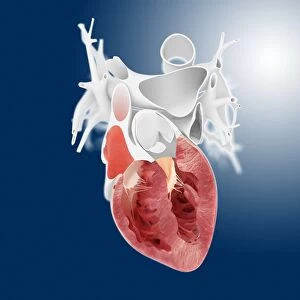 Heart ventricle anatomy, artwork C016 / 2875