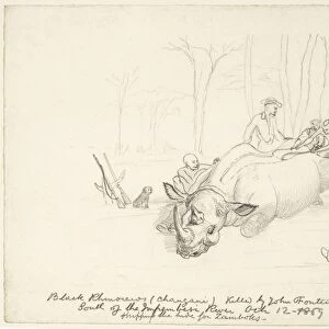 Hunters skinning a rhinoceros, artwork C016 / 5579