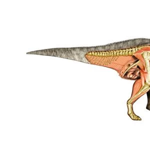 Iguanodon anatomy, artwork
