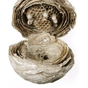 Inside of a wasp nest