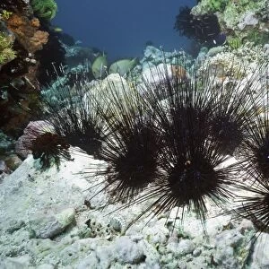 Long-spined sea urchin