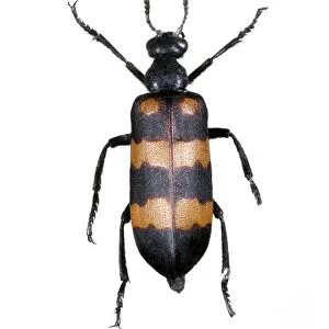 Mylabris blister beetle