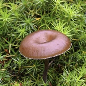 Myxomphalia mushroom after forest fire