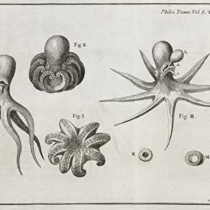 Octopus anatomy, 18th century
