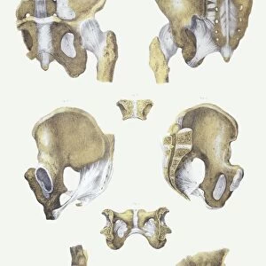 Pelvis bones and ligaments