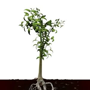 Plant and roots, artwork