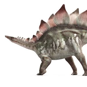 Stegosaurus dinosaur, artwork F007 / 7724