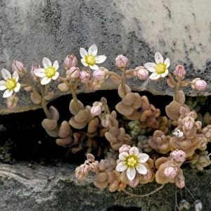 Stonecrop (Sedum dasyphyllum)