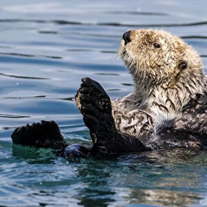 An adult sea otter (Enhydra lutris), swimming in Glacier Bay National Park