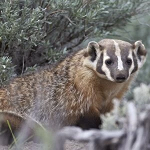 Badger (Taxidea taxus), Yellowstone National Park, Wyoming, United States of America, North America