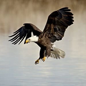 Bald eagle (Haliaeetus leucocephalus) in flight on final approach, Farmington Bay