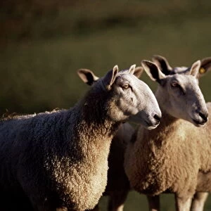 Blue faced Leicester sheep, Pennines, Eden Valley, Cumbria, England, United Kingdom