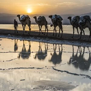 Camels loaded with pans of salt walking through a salt lake, Danakil depression, Ethiopia