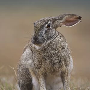 Cape hare, Lepus capensis