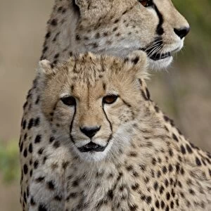 Cheetah (Acinonyx jubatus) cub and mother, Masai Mara National Reserve