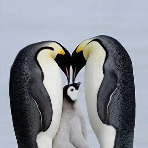 Emperor penguin chick and adulta (Aptenodytes forsteri), Snow Hill Island