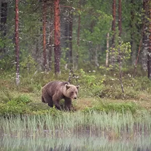 Eurasian brown bear (Ursus arctos arctos) beside lake, Finland, Europe