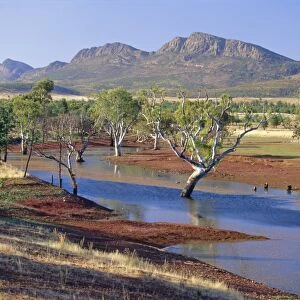 Gum trees in a billabong, Flinders Range National Park, South Australia, Australia