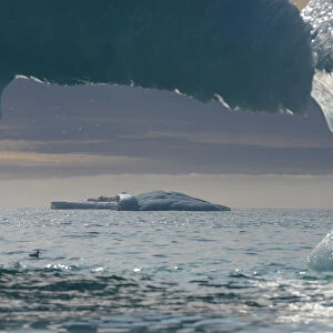 Icebergs, Nunavut and Northwest Territories, Canada, North America