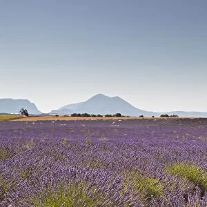 Lavender growing on the Plateau de Valensole in Provence, France, Europe