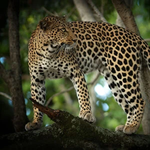 Leopard in a tree, Masai Mara, Kenya, Africa