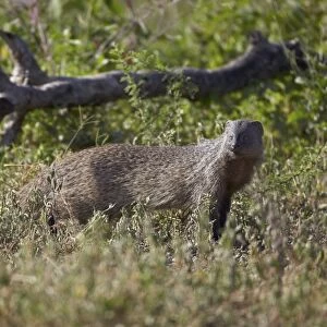 Marsh mongoose (water mongoose) (Atilax paludinosus), Serengeti National Park, Tanzania, East Africa, Africa