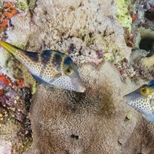 Mating display by pair of Wire-net filefish (Cantherhines paradalis), Queensland