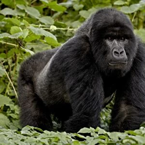 Mountain gorilla (Gorilla gorilla beringei) silverback of the Umubano group named Charles